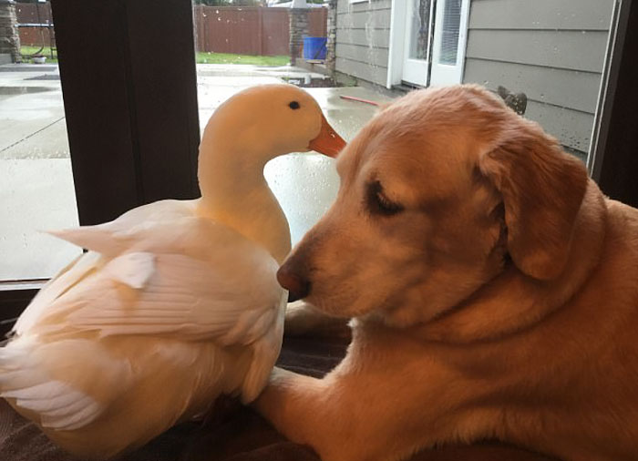Дружба собаки и гуся