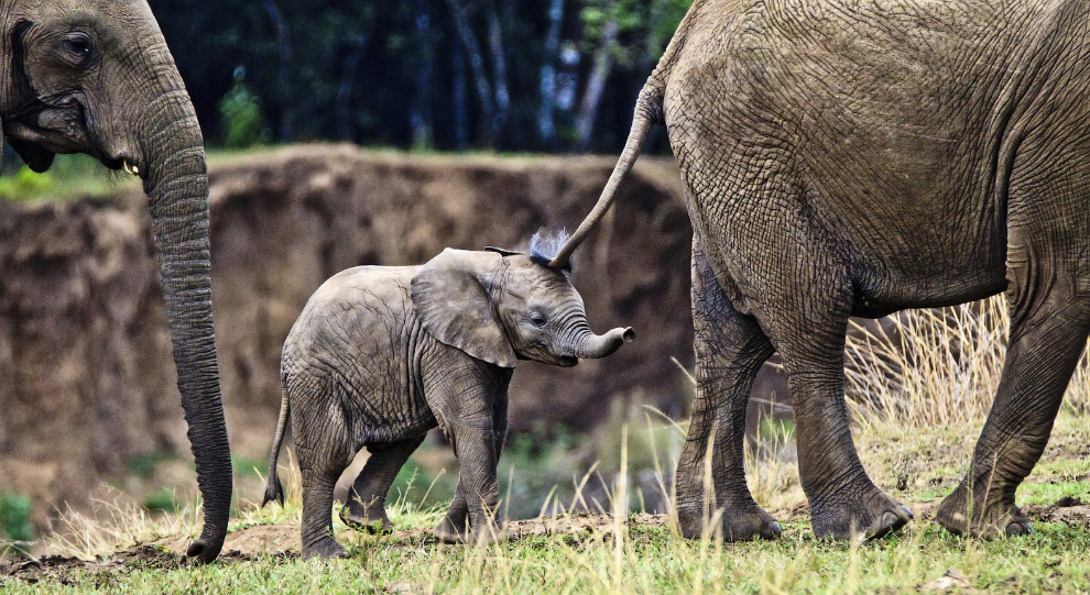 Слонята: милые маленькие гиганты