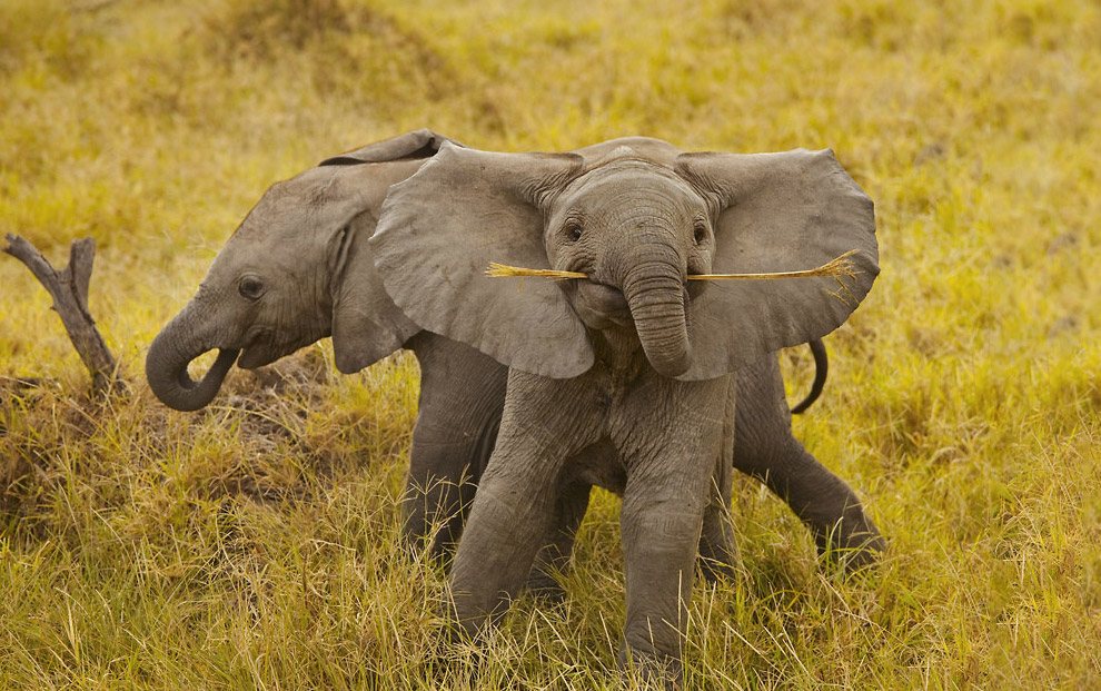Слонята: милые маленькие гиганты