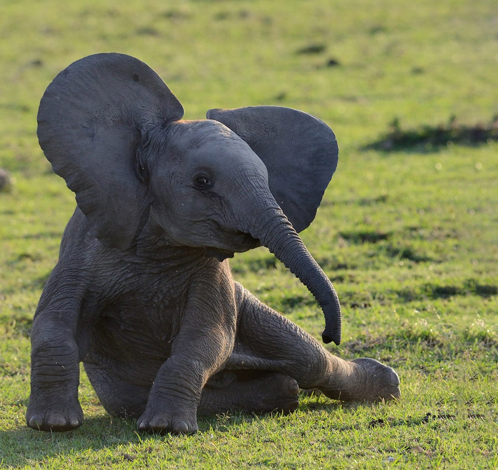 Милый Слоненок