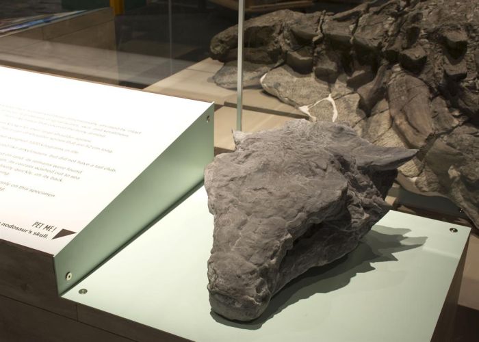 Останки нодозавра, которым уже более 110 миллионов лет