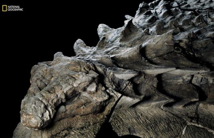 Останки нодозавра, которым уже более 110 миллионов лет