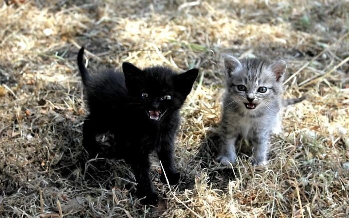 Сердитые и очаровательные котята