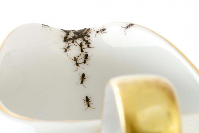 Художница создала посуду с реалистичными муравьями