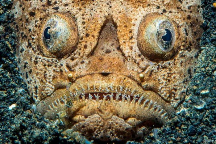 15 самых жутких созданий из глубин океана