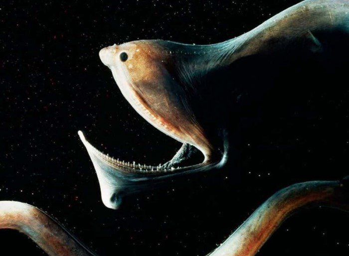 15 самых жутких созданий из глубин океана