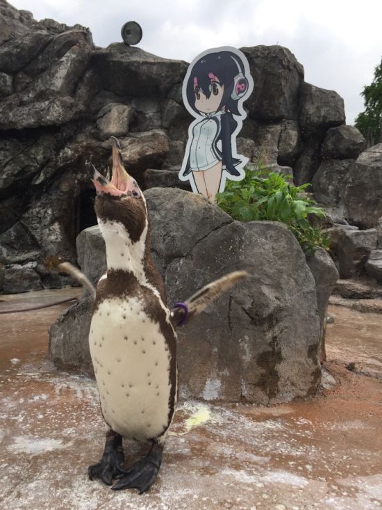 Пингвина Гумбольдта заинтересовала девочка-пингвин Хулулу из аниме