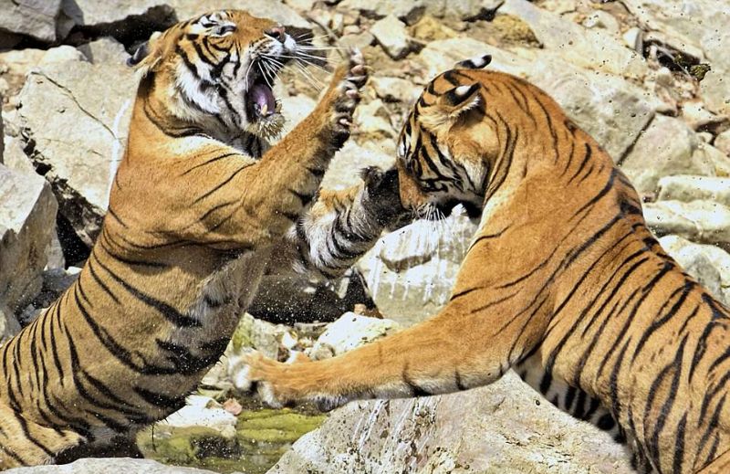 Две тигрицы устроили схватку из-за источника воды
