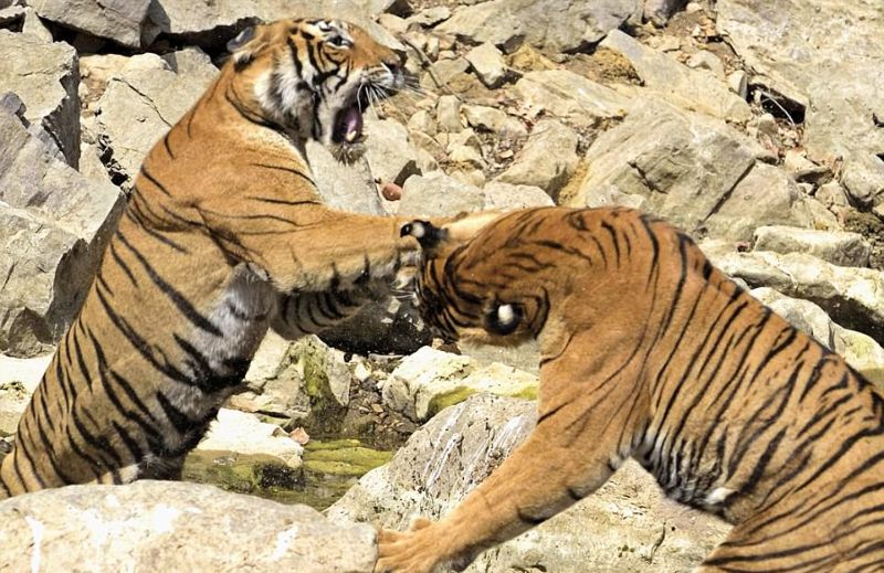 Две тигрицы устроили схватку из-за источника воды