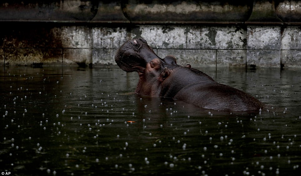 Грустные животные в зоопарке Буэнос-Айреса
