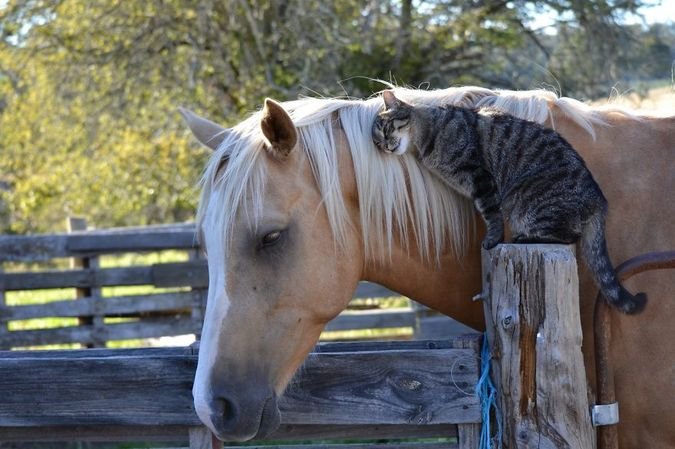 Дружба между животными разных видов