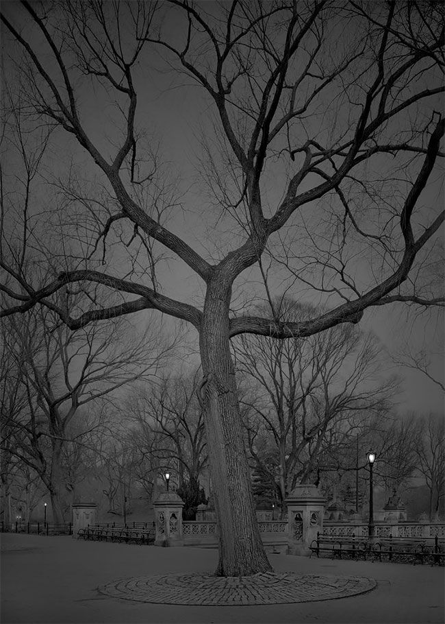 Жутковатая серия снимков ночного Центрального парка в Нью-Йорке