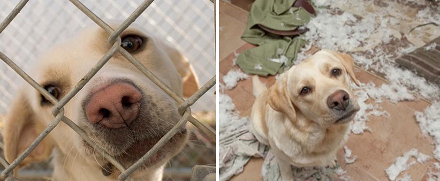 Животные взятые из приюта: до и после