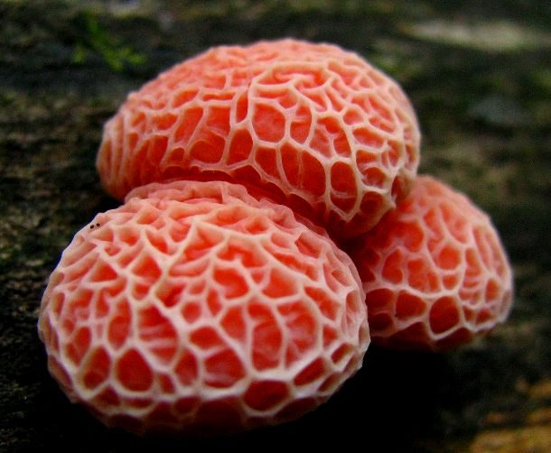 Удивительные виды грибов