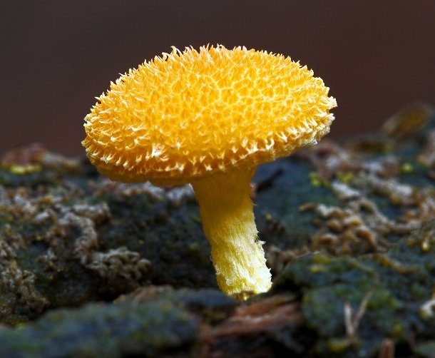 Удивительные виды грибов