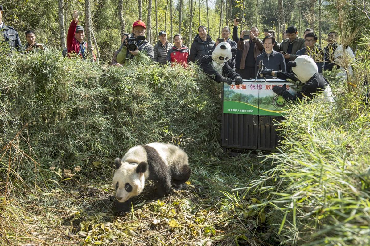 Как выращивают панд в Китае