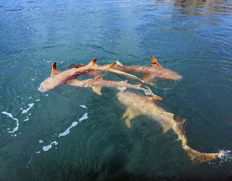 Типичная картина во время рыбалки в Австралии