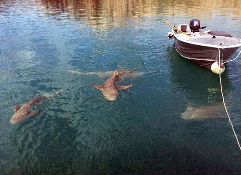 Типичная картина во время рыбалки в Австралии