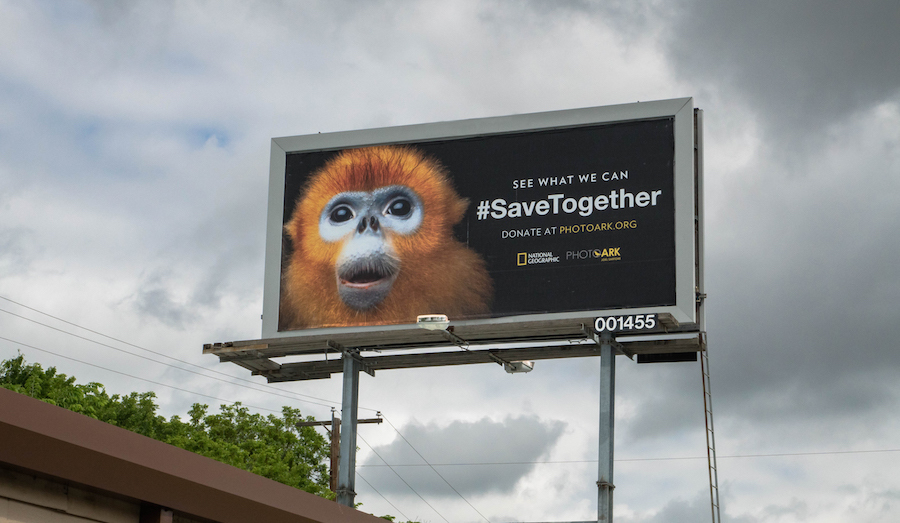 National Geographic начал кампанию за сохранение исчезающих видов