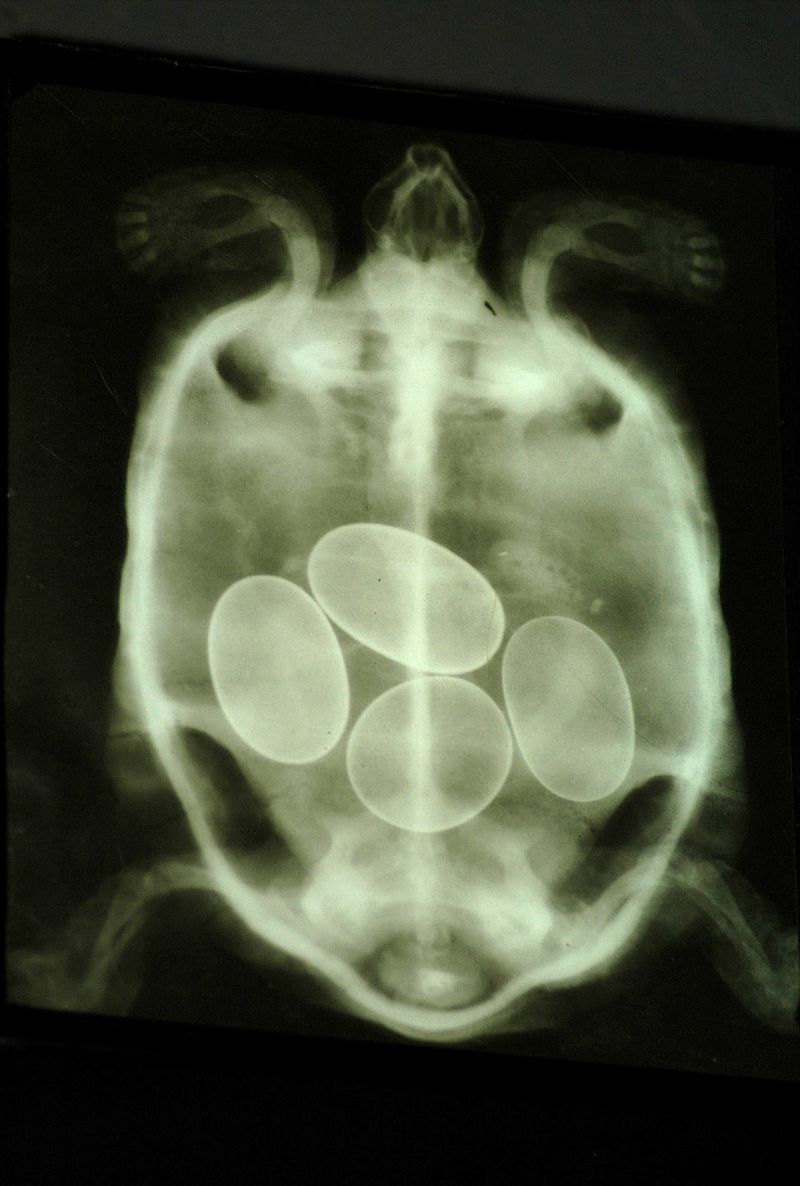 Рентгеновские снимки беременных животных