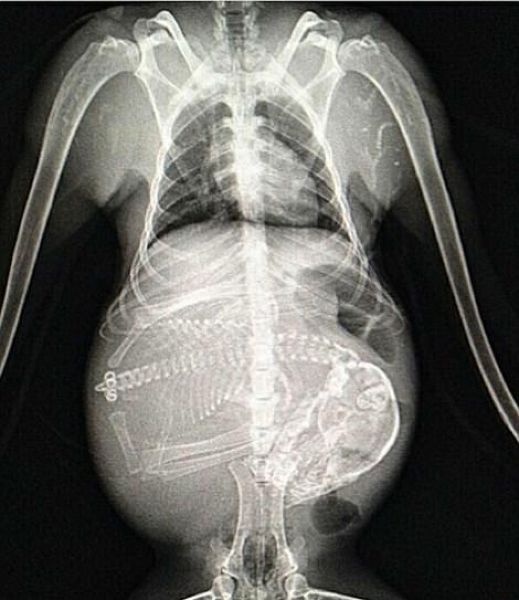 Рентгеновские снимки беременных животных