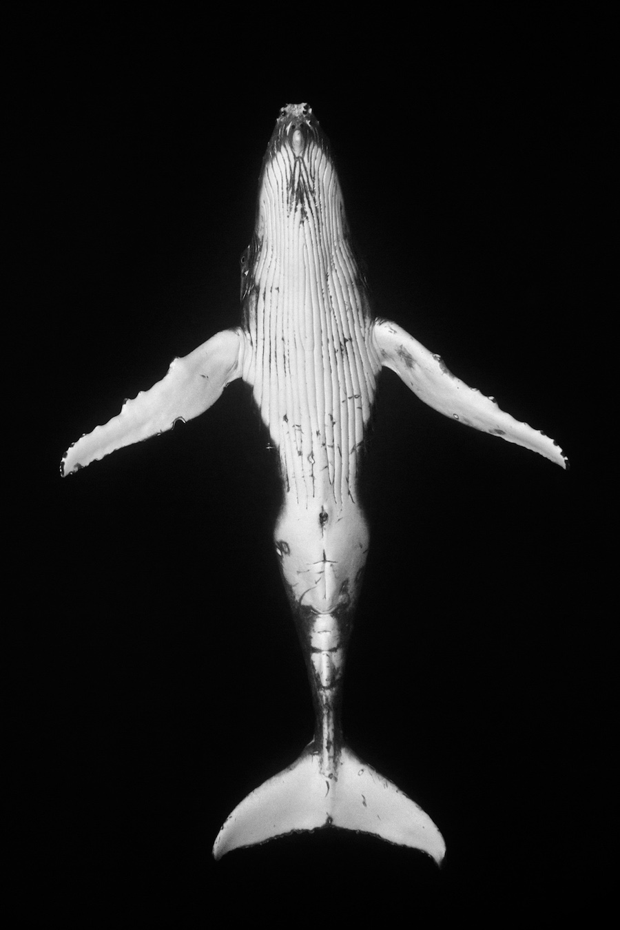 Поразительные фотографии горбатых китов