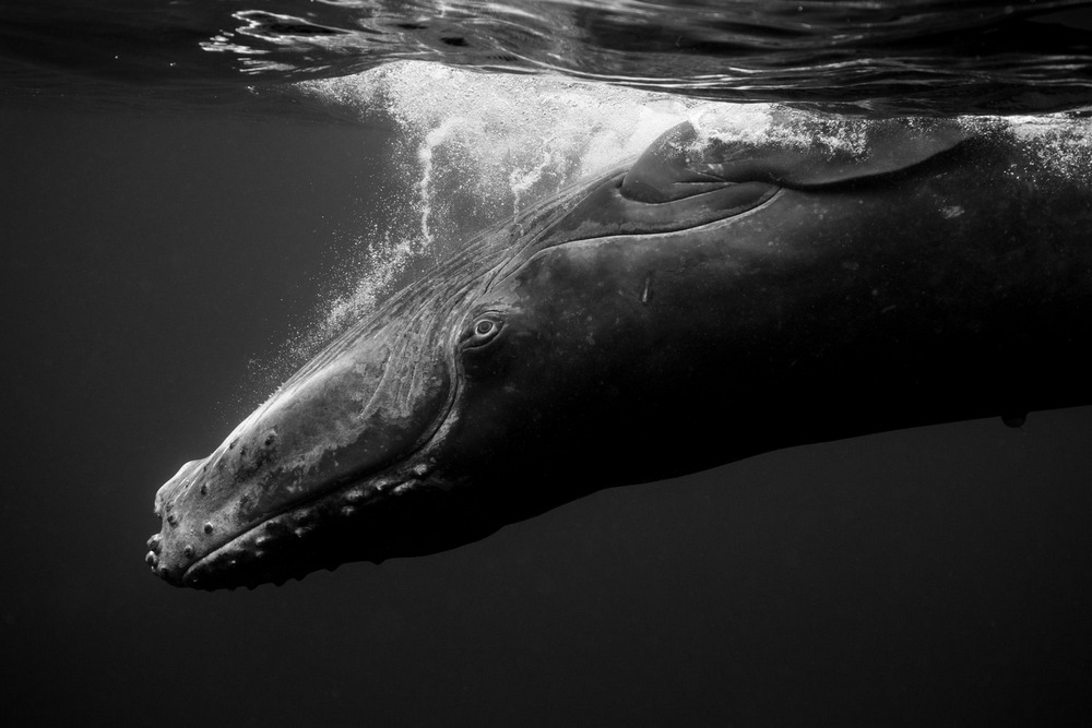 Поразительные фотографии горбатых китов