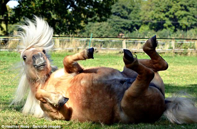 Забавные домашние животные на Comedy Pet Photography Awards