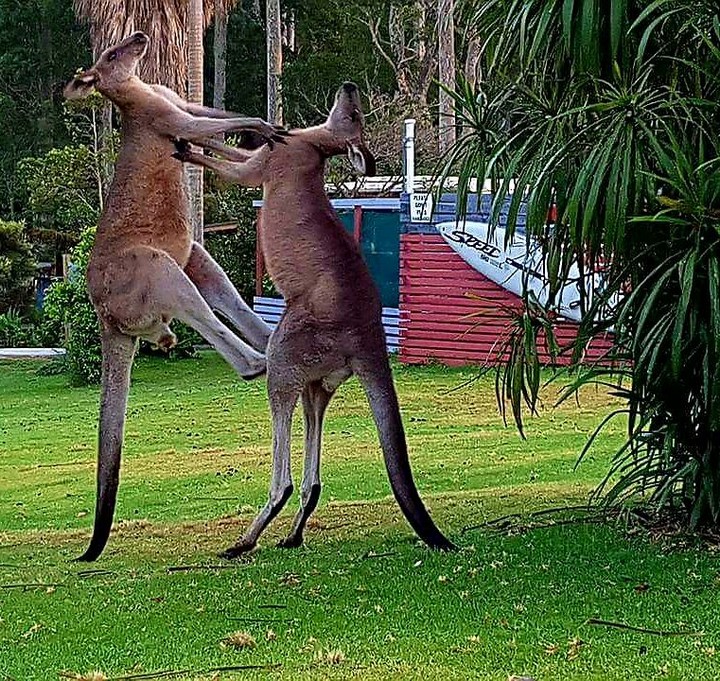 Прикольные фото из Австралии