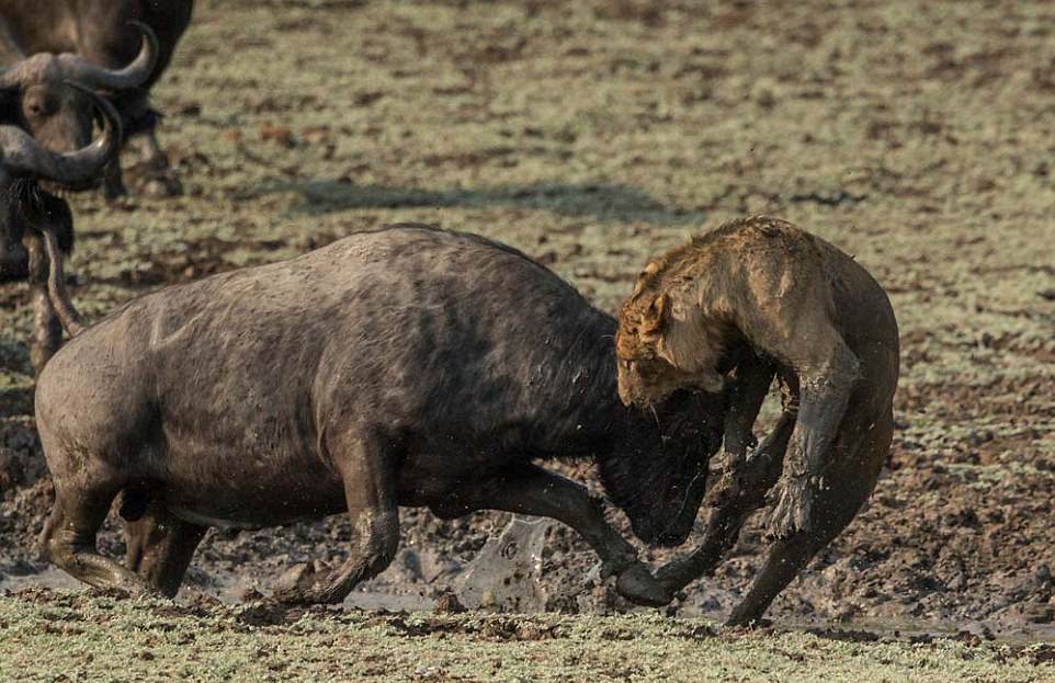Смертельная схватка львов с буйволом