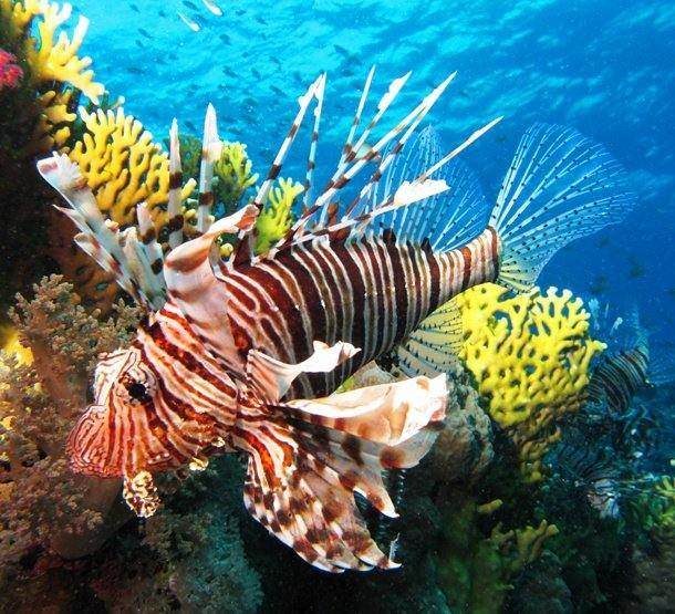 Удивительные создания морских глубин