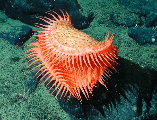 Удивительные создания морских глубин
