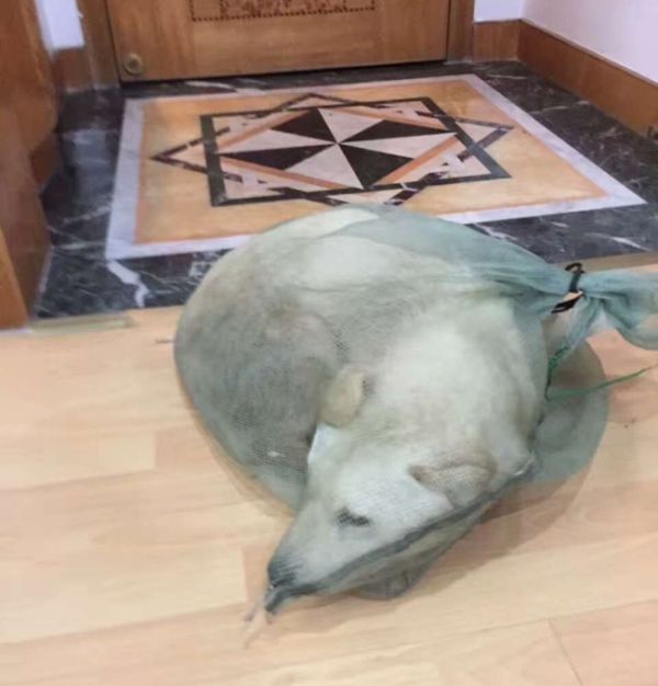 Китаец спас собаку, продававшуюся на убой