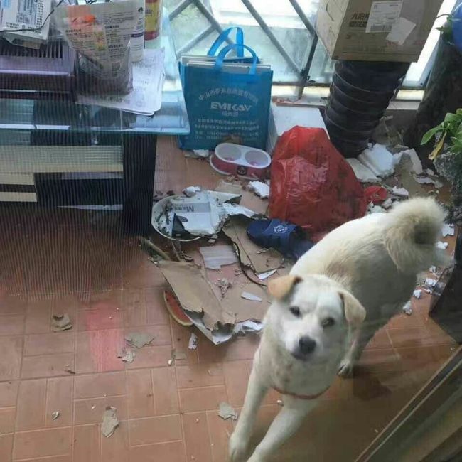 Китаец спас собаку, продававшуюся на убой