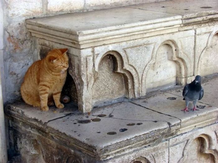 Коты в укрытиях