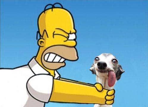 Смешной пес с торчащим языком в фотожабах