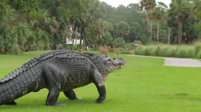 Аллигатор вышел на поле для гольфа