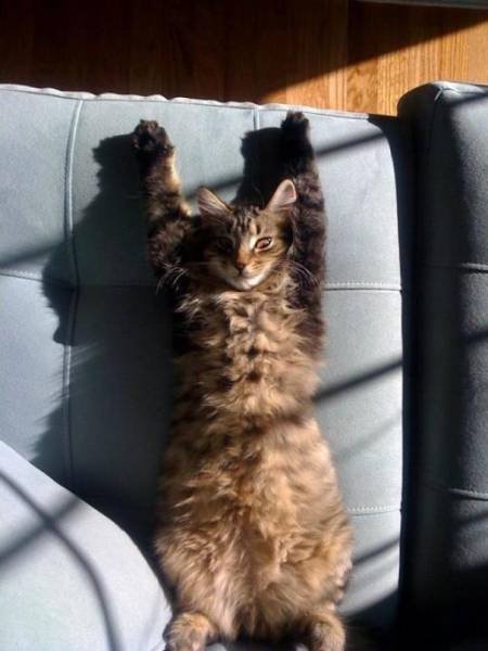 Кошки, которые умеют наслаждаться солнцем