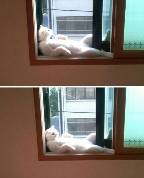 Кошки, которые умеют наслаждаться солнцем