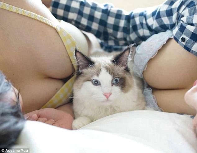 Котики и груди: эротический фотоальбом с терапевтическим эффектом