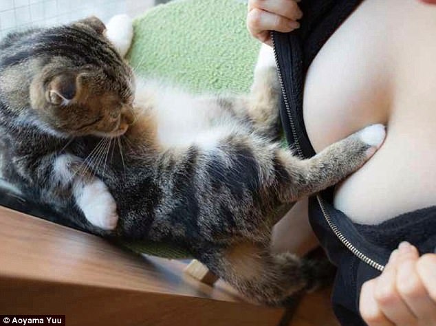 Котики и груди: эротический фотоальбом с терапевтическим эффектом