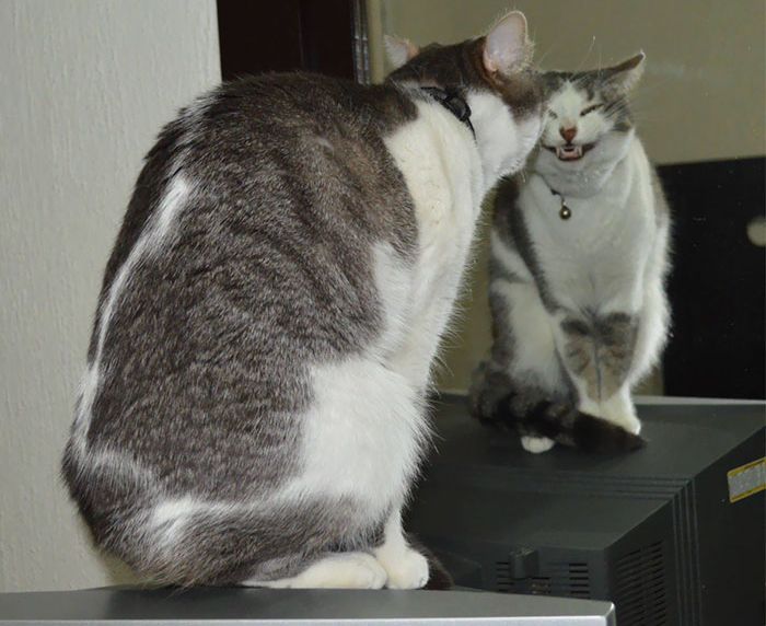 Смешное и странное поведение кошек