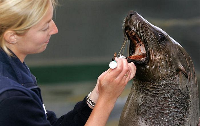 Животные на приеме у стоматолога