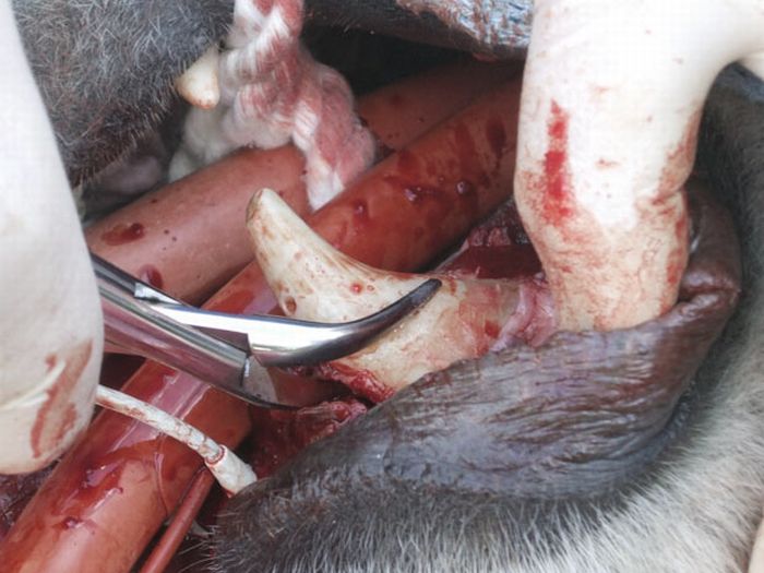 Животные на приеме у стоматолога
