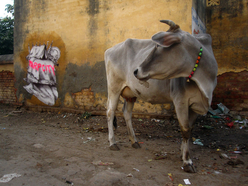 Неприкосновенное животное в Индии