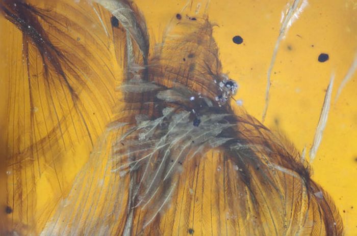 В янтаре обнаружили древнюю птицу