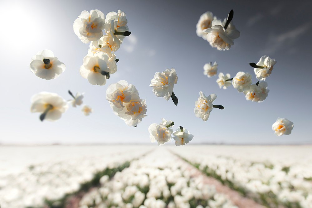 Цветы в невесомости от Клэр Дропперт