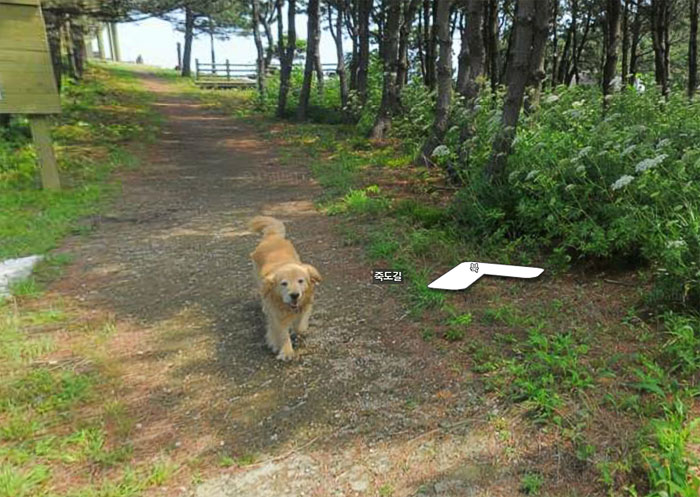 Заинтересовавшийся камерой пес попал на снимки Google Street View