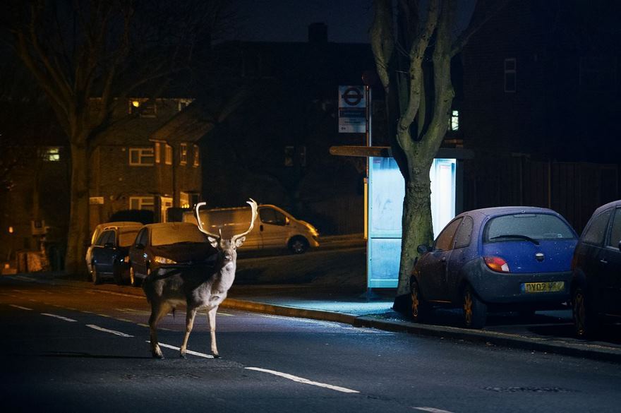Фотограф выслеживает диких животных на улицах городов