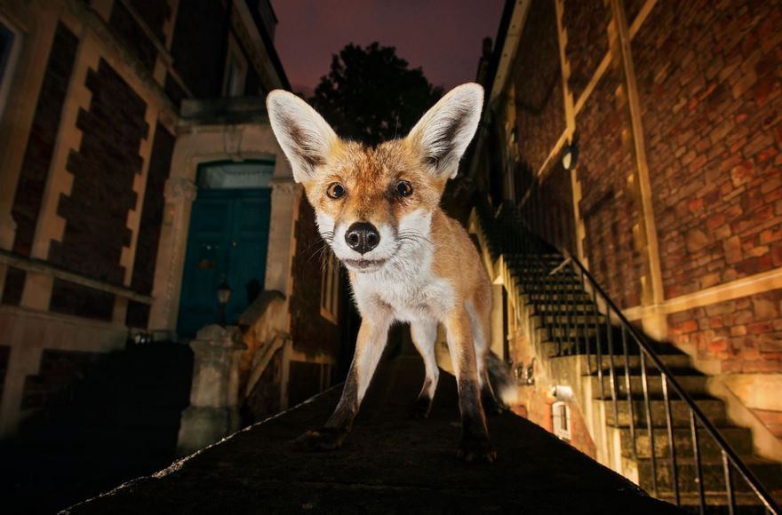 Фотограф выслеживает диких животных на улицах городов